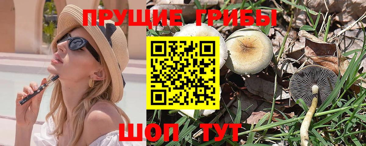 Галлюциногенные грибы Psilocybine cubensis  Вход с VPN  Псилоцибиновые грибы мухоморы  Иркутск 
